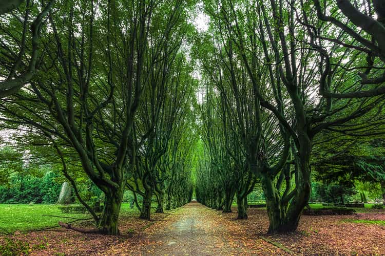 Tree alley, Copenhagen