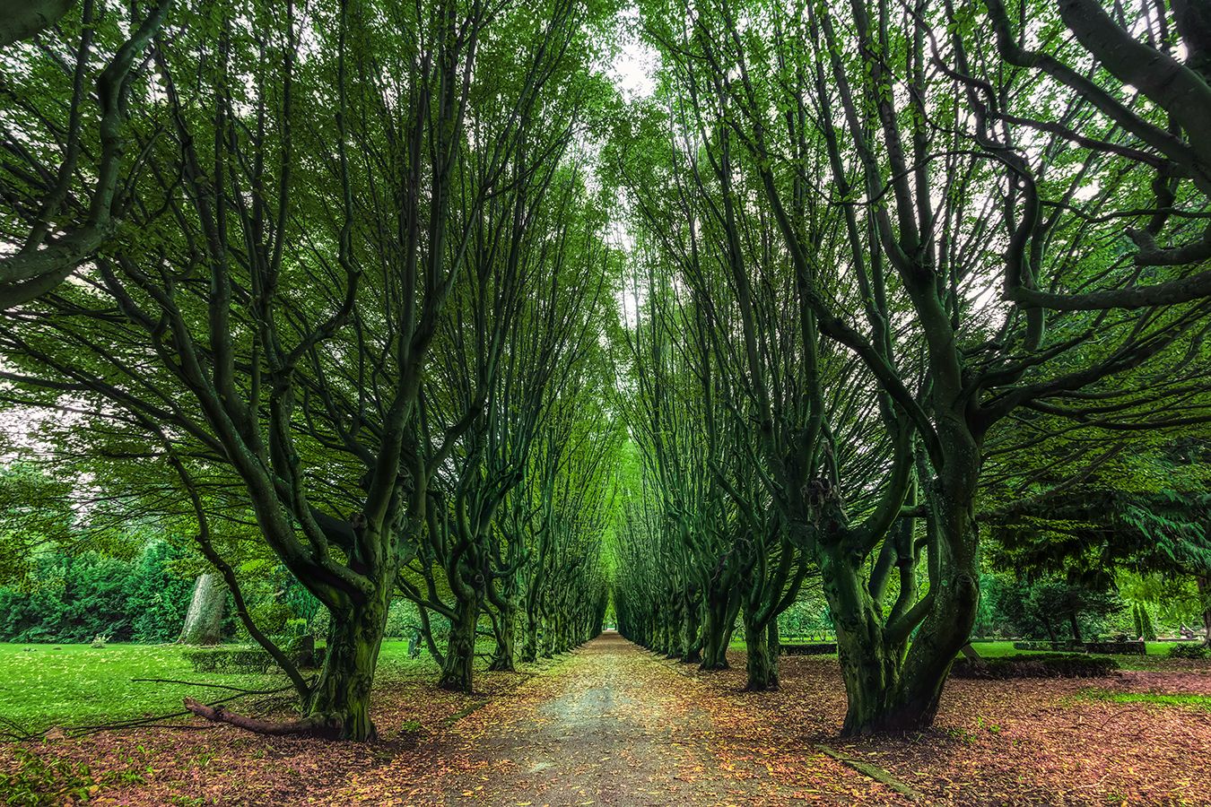 Tree alley, Copenhagen, Denmark