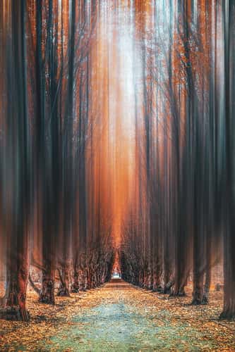 Tree alley, Copenhagen