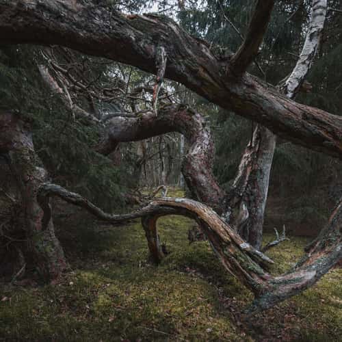 Trolls forest