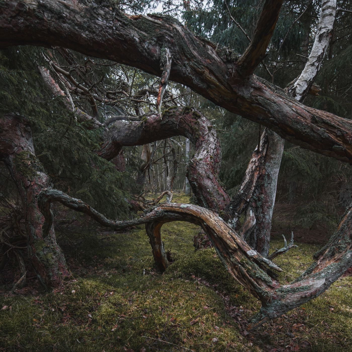 Trolls forest, Denmark