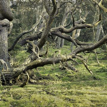 Trolls forest, Denmark