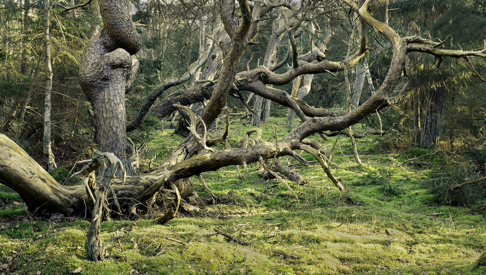 Trolls forest, Denmark