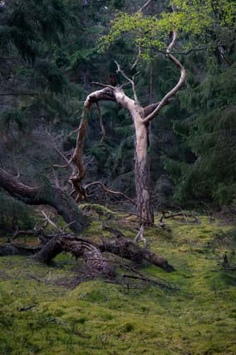 Trolls forest