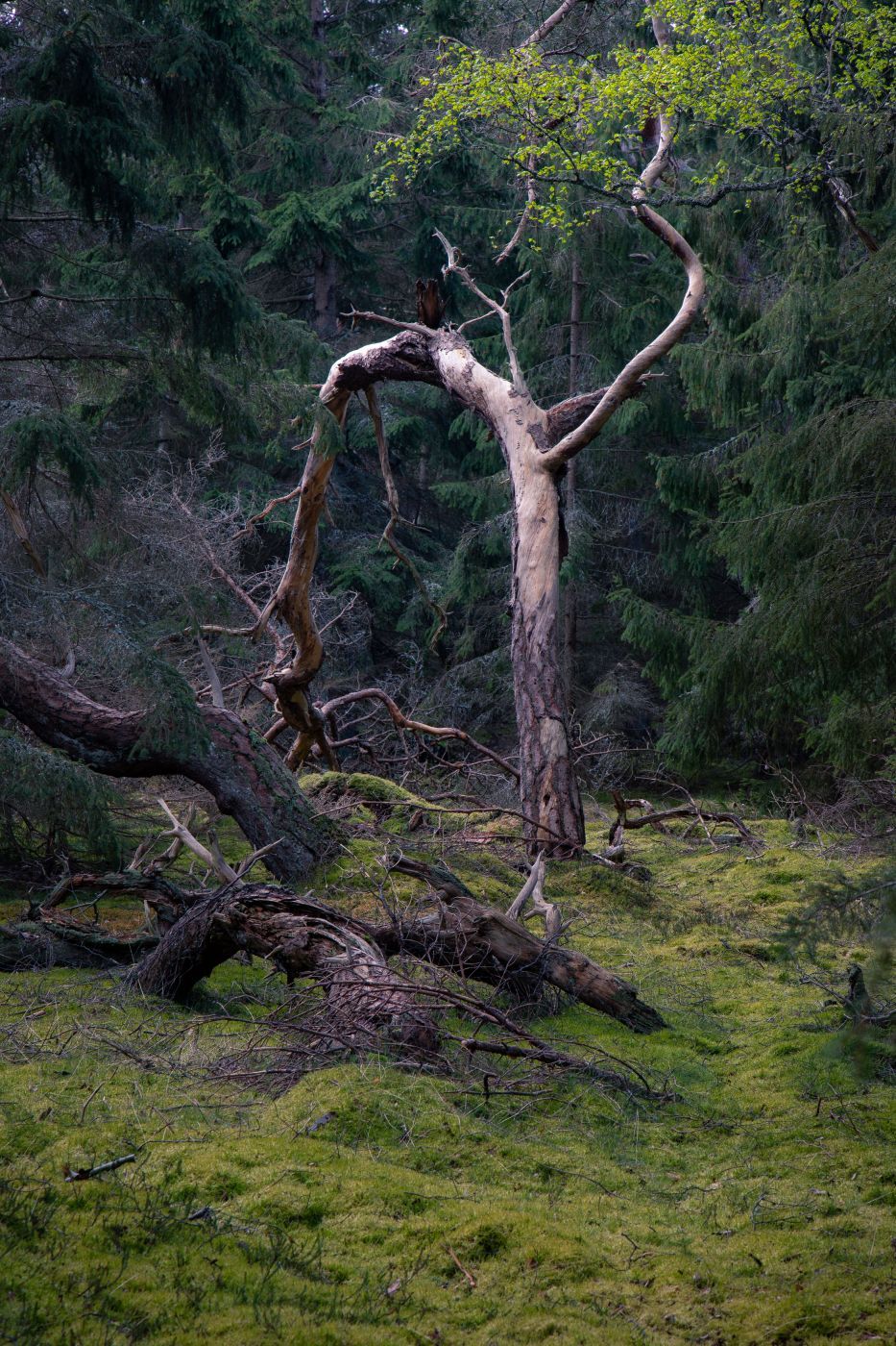 Trolls forest, Denmark