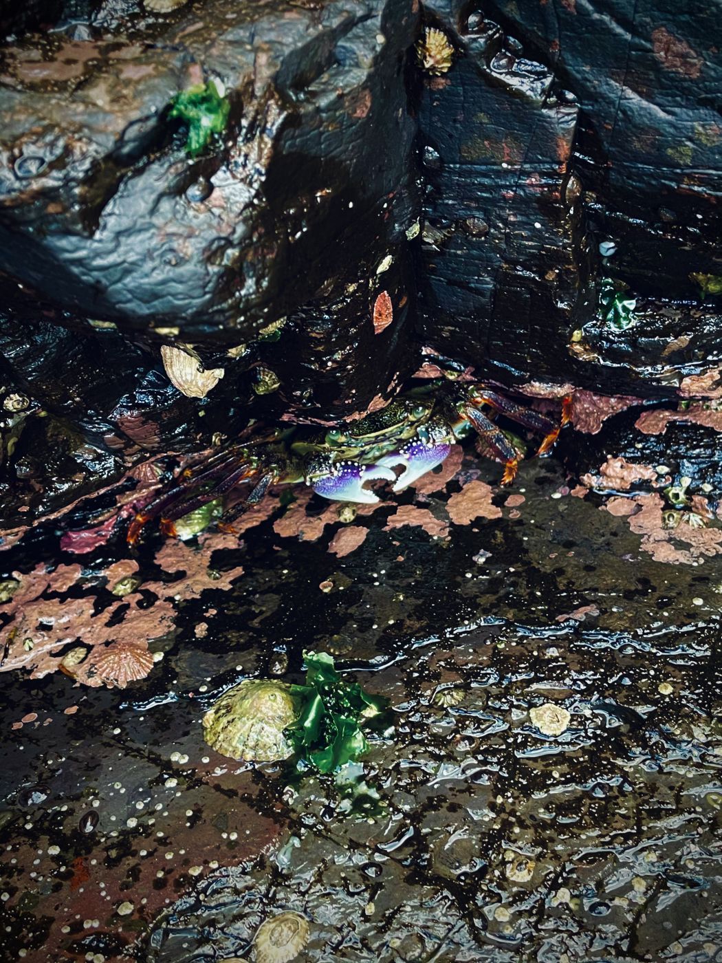 Warriewood Blowhole, Australia