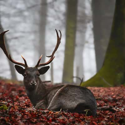 Wildgehege, Germany