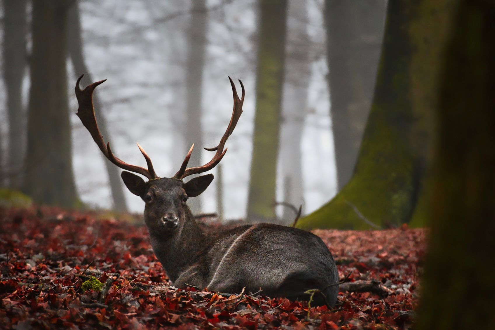 Wildgehege, Germany