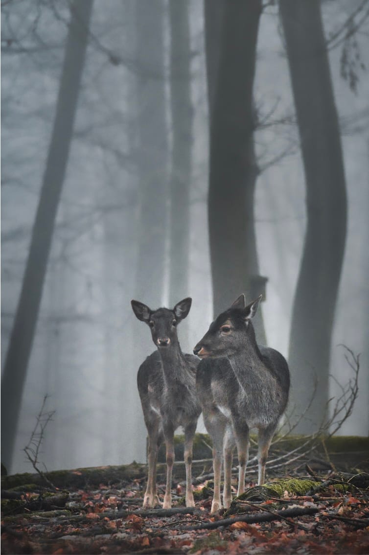 Wildgehege, Germany