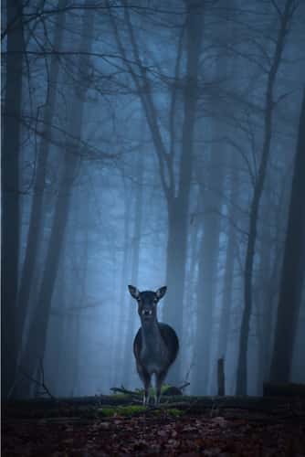 Wildgehege