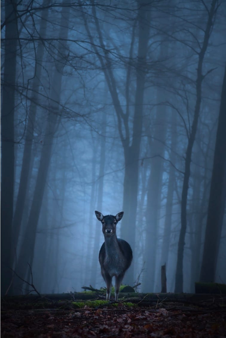 Wildgehege, Germany