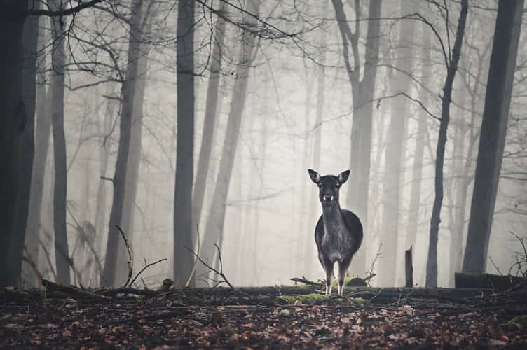 Wildgehege