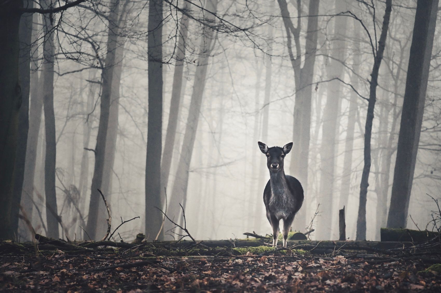 Wildgehege, Germany
