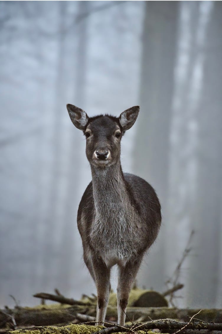 Wildgehege, Germany
