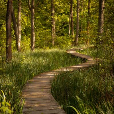 Winding forest bridge / path, Denmark