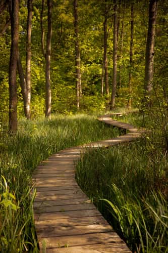 Winding forest bridge / path