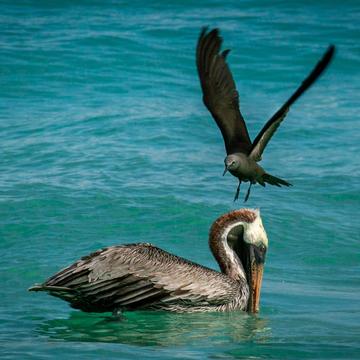 Bird landing on Pelican Bacars Beach Galapagos, Ecuador