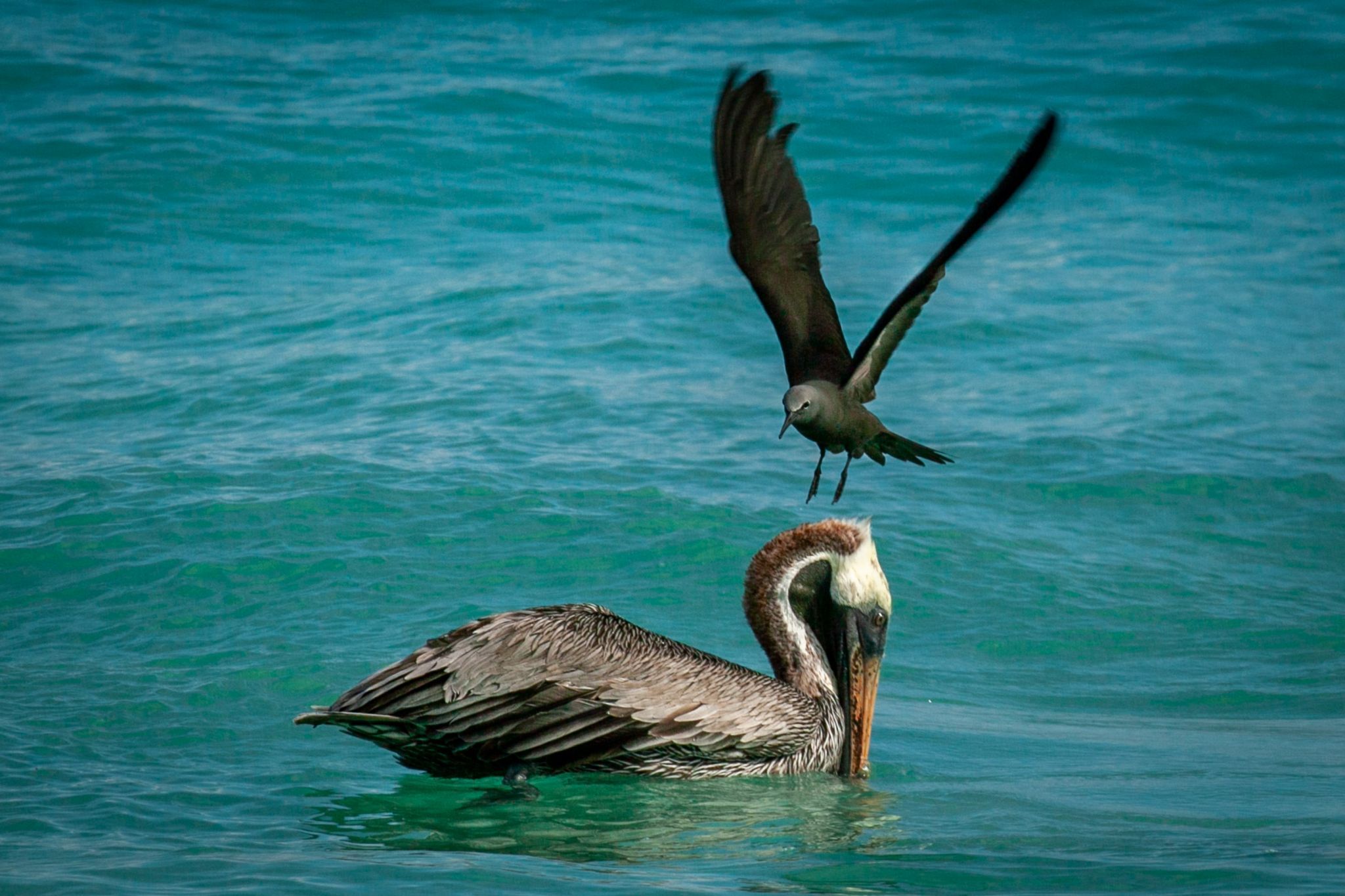 Bird landing on Pelican Bacars Beach Galapagos, Ecuador