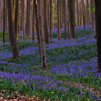 Bluebells, Belgium