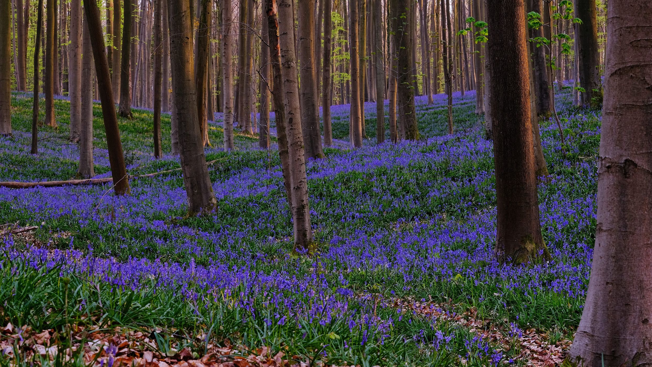 Bluebells in Hallerbos, Belgium