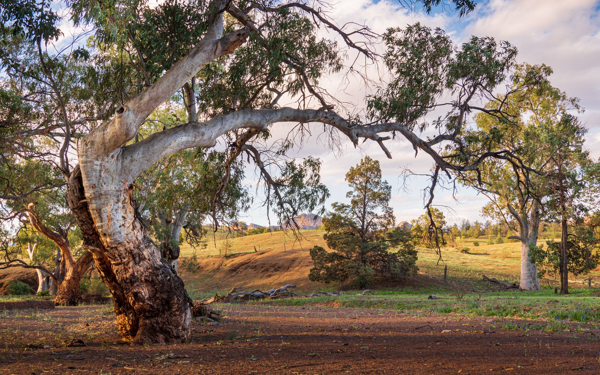 Brachina Creek, Australia