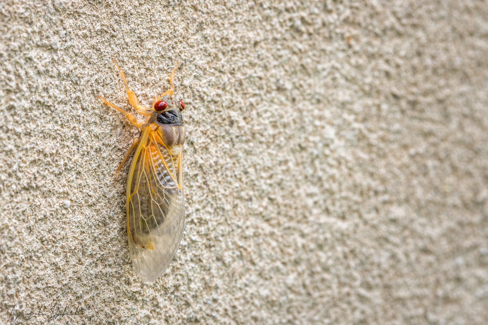 Brood X Cicada on Indiana University campus, USA