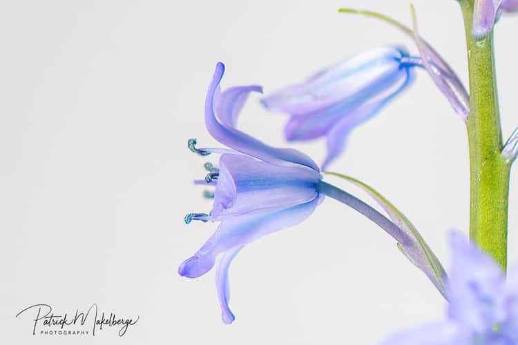 Bluebell forest