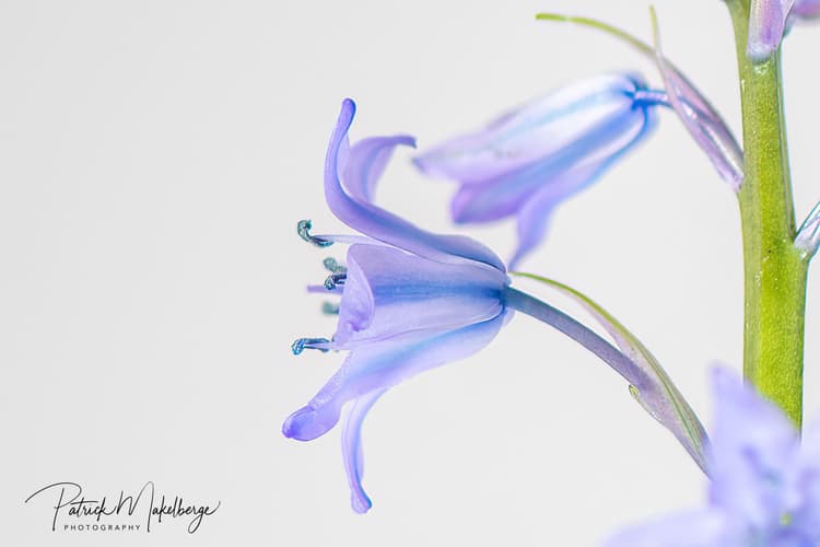 Bluebell forest