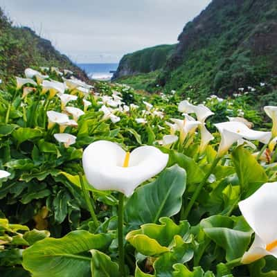 Calla Lily Valley, USA