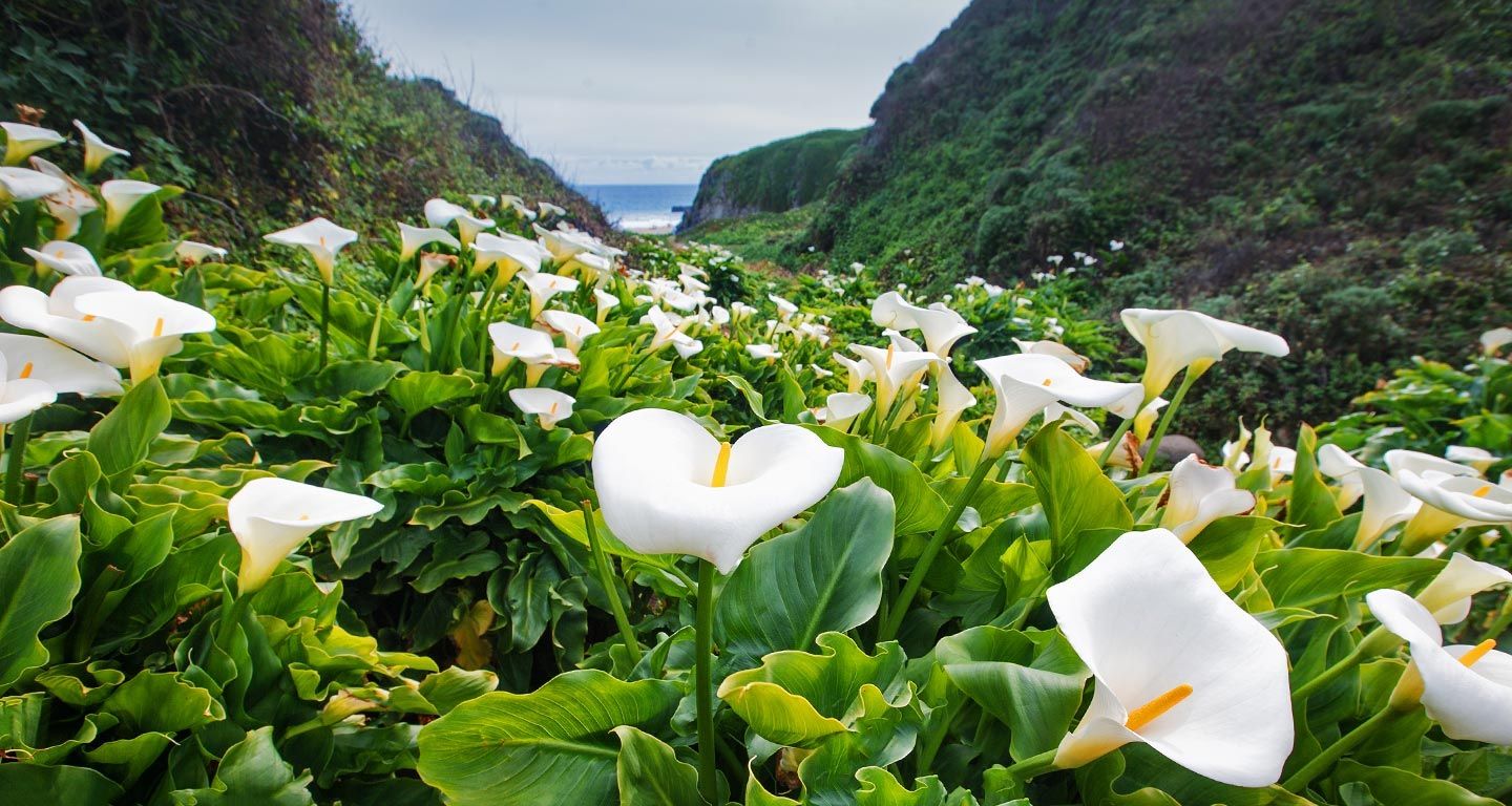Calla Lily Valley, USA