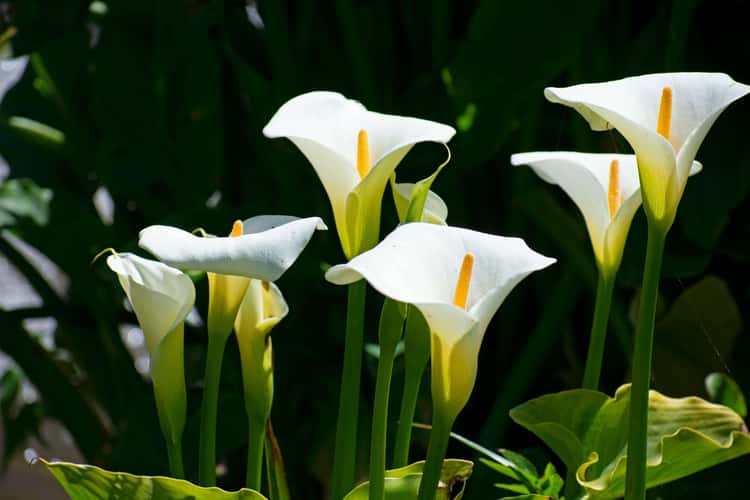 Calla Lily Valley