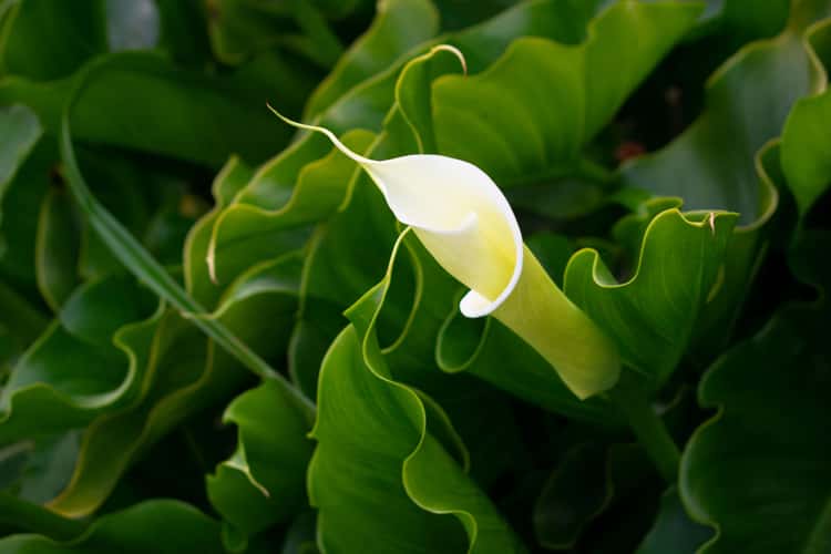 Calla Lily Valley