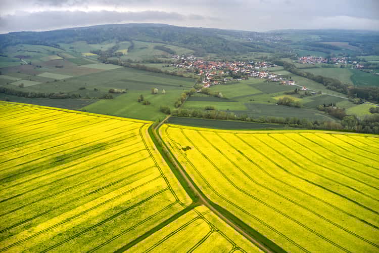Canola fields