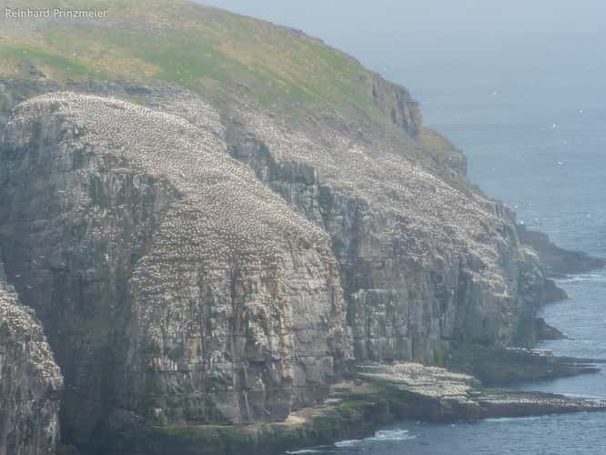 Cape St. Mary's