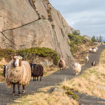 Eigerøya Sheep, Norway