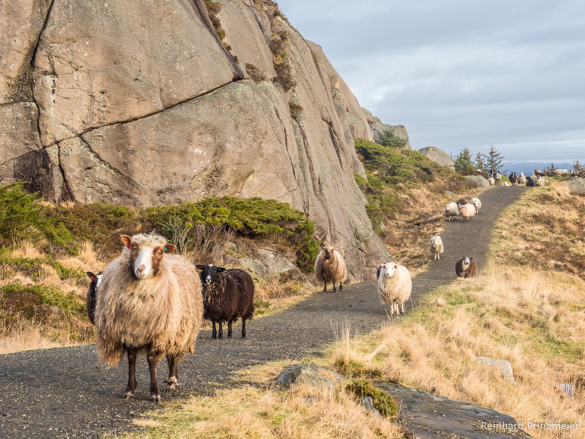 Eigerøya Sheep, Norway