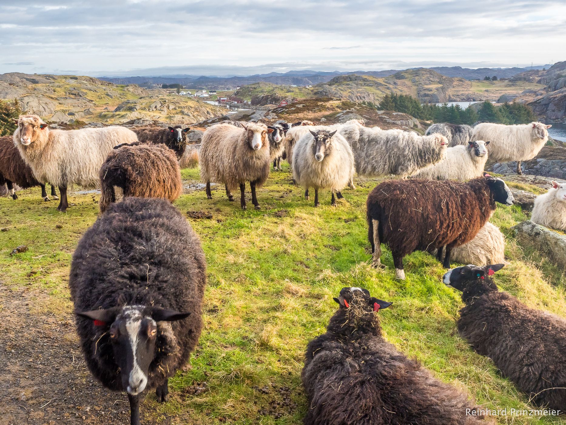 Eigerøya Sheep, Norway