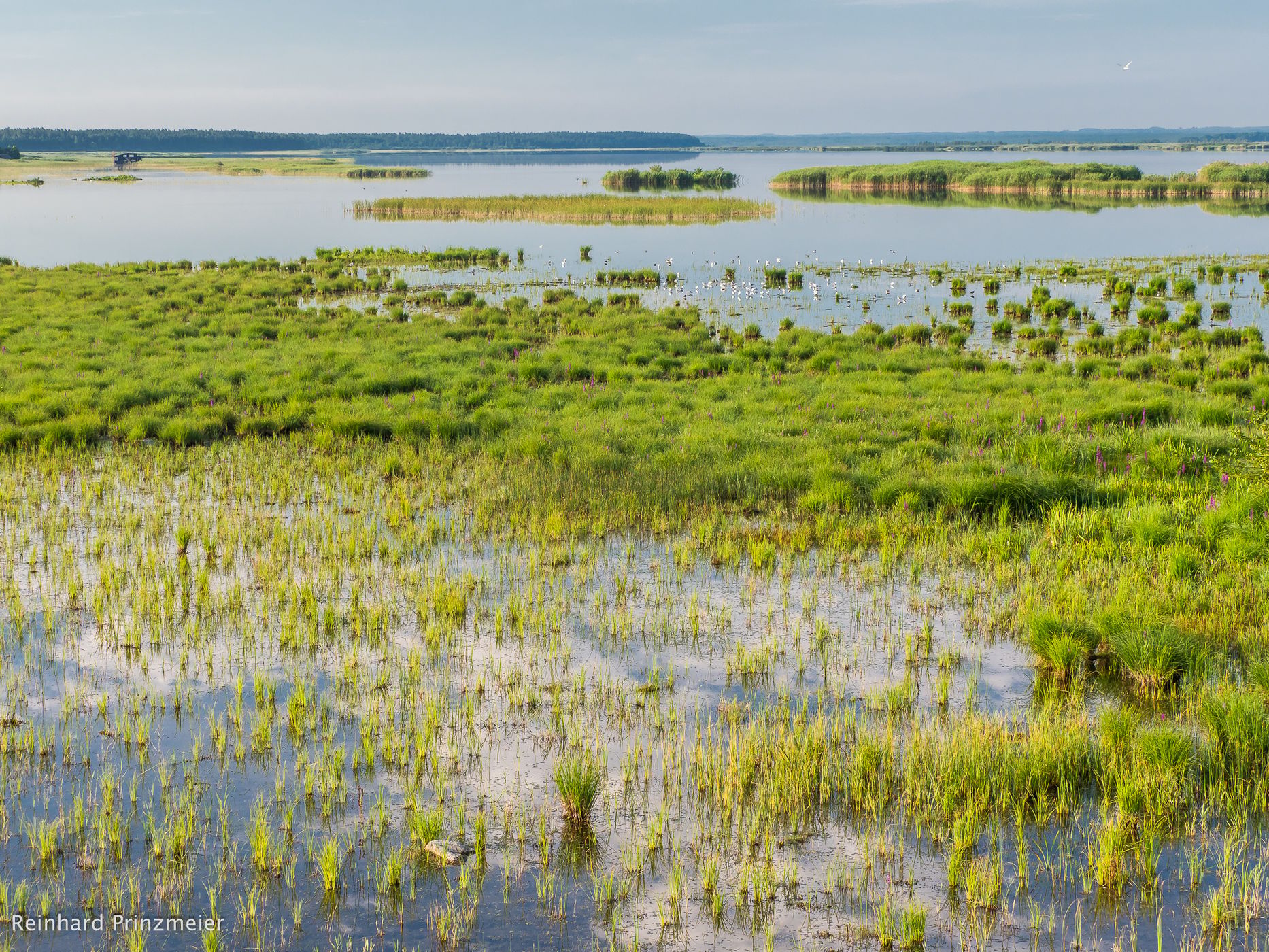 Engures Bird Lake, Latvia