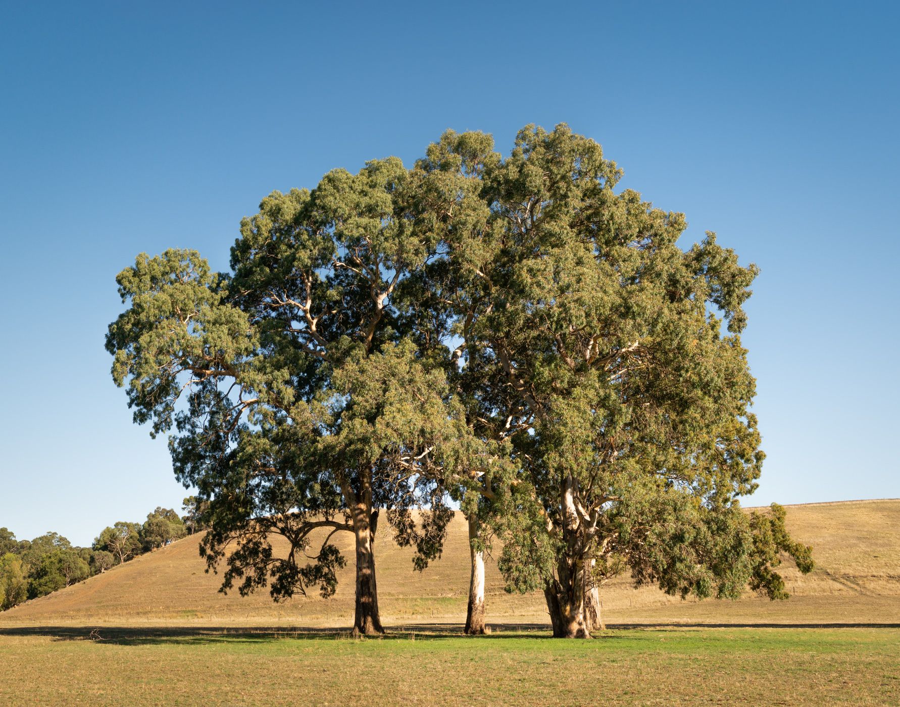 Eucalypts on Cobbs Hill Estate, Australia
