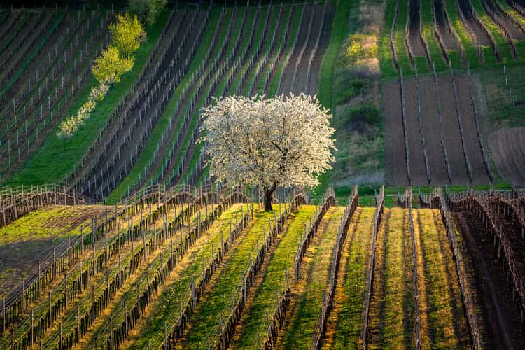Flowering cherry in the vineyard