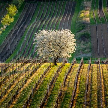 Flowering cherry in the vineyard, Czech Republic
