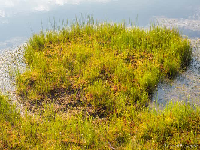 Great Kemeri Bog Boardwalk