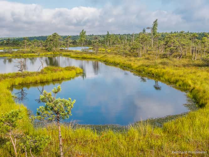 Great Kemeri Bog Boardwalk