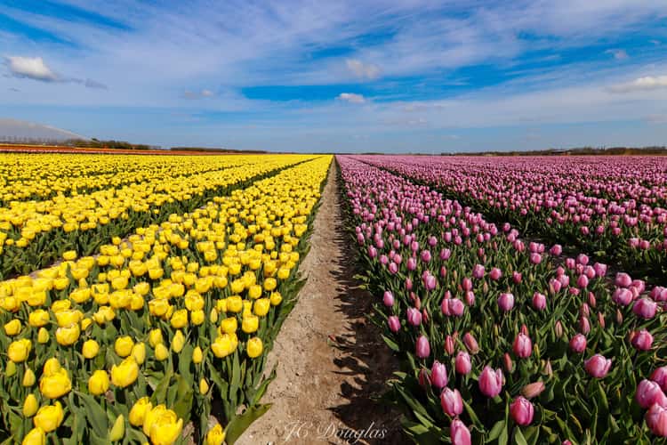 Keukenhof