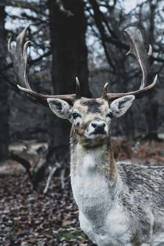 Knole Park