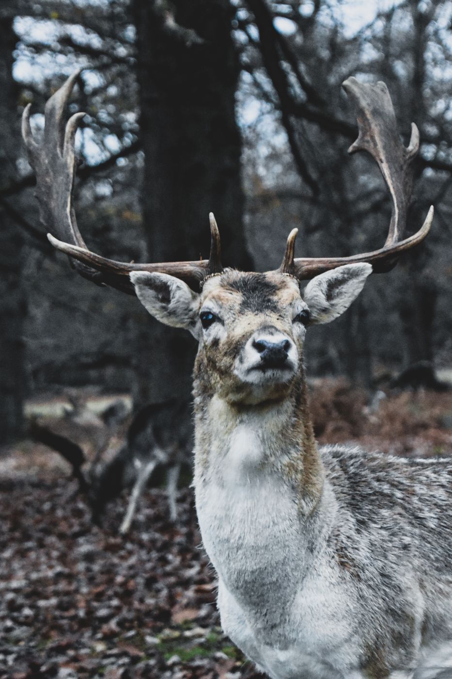 Knole Park, United Kingdom