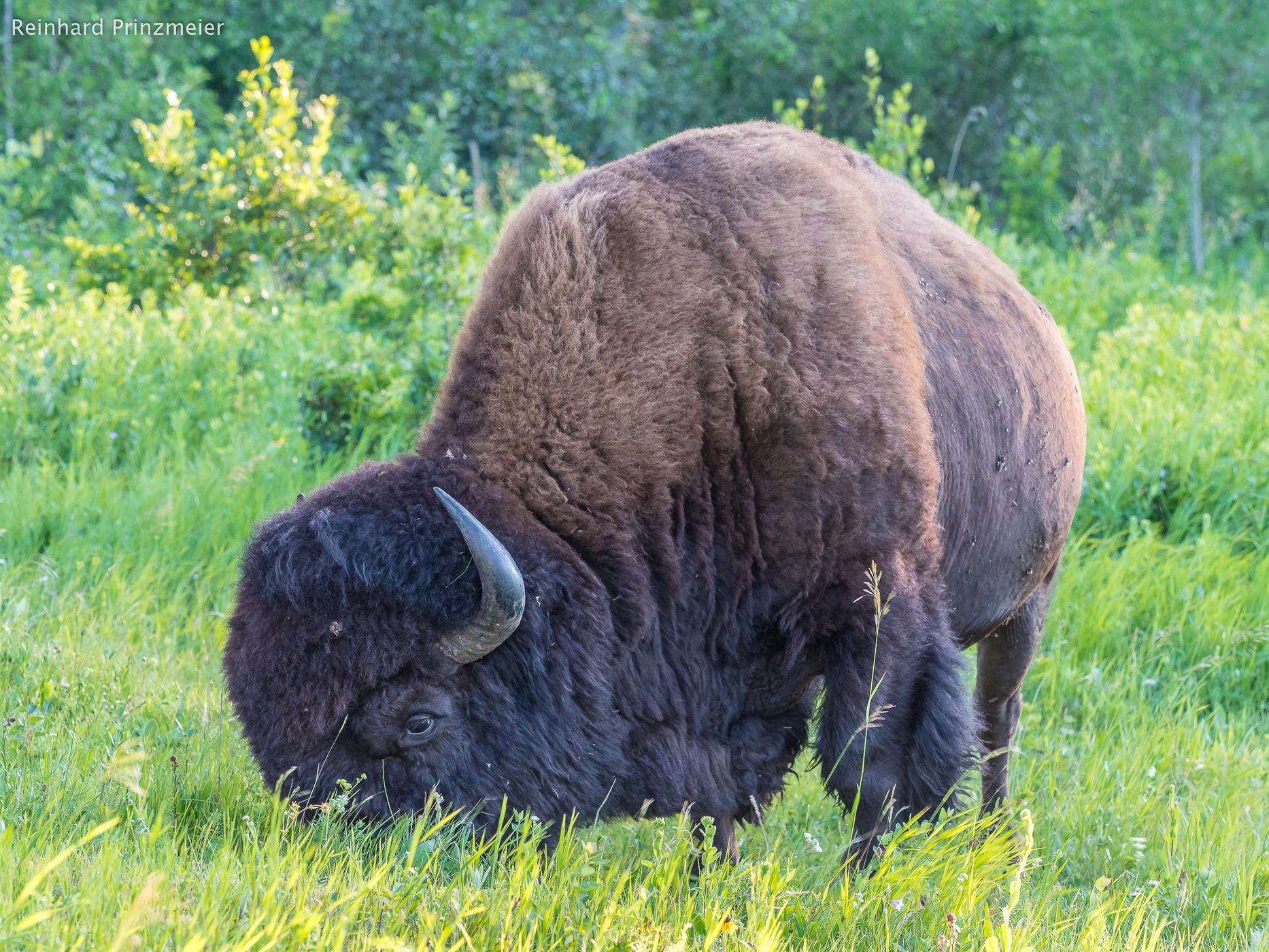 Lake Audy Bison Enclosure, Canada
