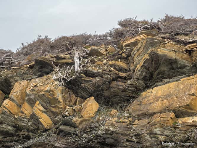 Lobster Cove Head