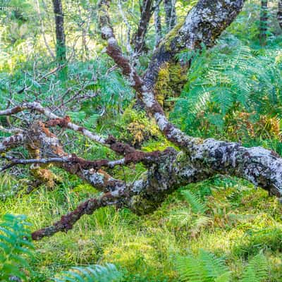 Loch Maree Woodland Trail, United Kingdom