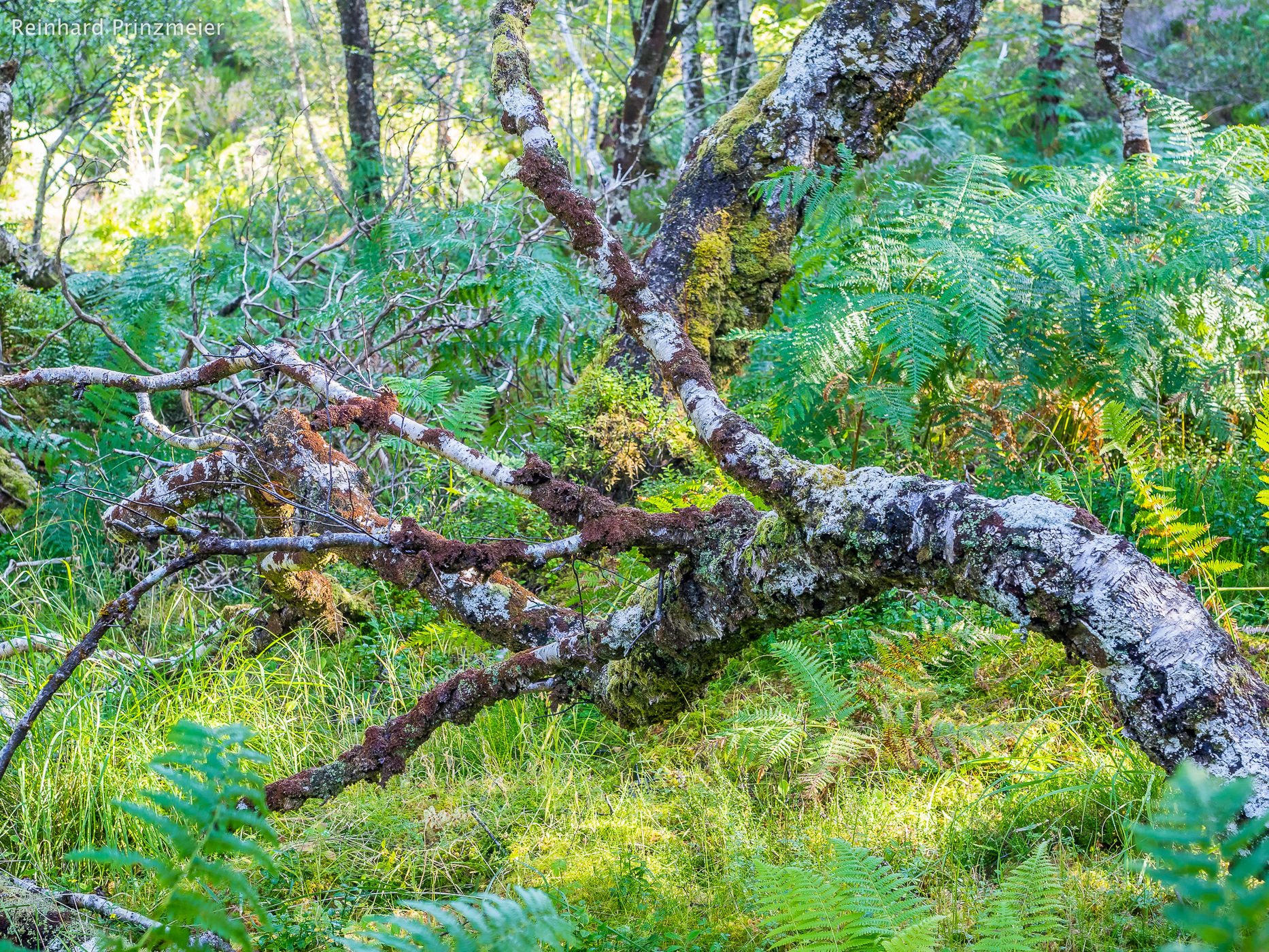 Loch Maree Woodland Trail, United Kingdom